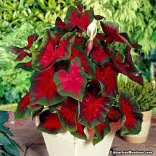 Florida Cardinal Caladium Plants Bulb Flowers Caladium