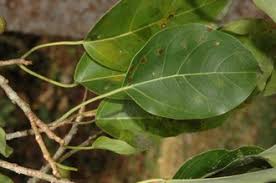 Image result for Ficus ottoniifolia