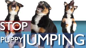 What can you do to stop this hyper dog problem behavior? 3 Ways To Stop Your Puppy From Jumping Youtube