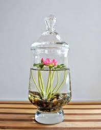 Vasi con piante e fiori in acqua per ambientazioni casa originali particolari piante acquatiche vaso luci candele idee foto esempi consigli decori arredo. 8 Idee Creative Per Realizzare Un Giardino Acquatico Indoor Guida Giardino