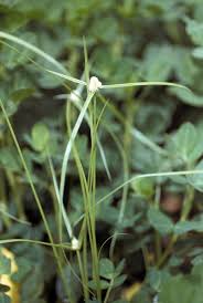 Image result for Kyllinga squamulata