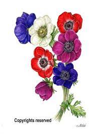 A Bouquet Of Anemone Coronaria Botanical Art Botanical Painting Flower Painting Botanical Flowers Flower Painting Botanical Painting