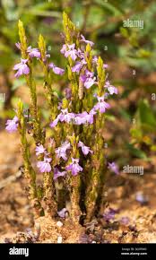 Image result for Striga gesnerioides