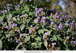 Image result for Eranthemum pulchellum