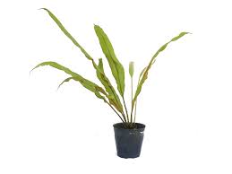 Image result for Elaphoglossum lastii