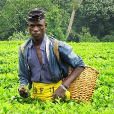G E O G R A P H I C B L O G Geographicblog Instagram Photos And Videos Tea Uganda With Images Uganda Africa Uganda Africa People