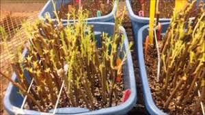 We did not find results for: Plum And Peach Rootstock Propagation Youtube