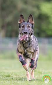 Captain max von stephanitz, whose goal was to create an exceptional german herding dog. Loony Bulldogs Der American Bulldog Kennel Our Others