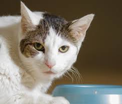 Yet, despite the chorus of voices warning about the potential risks, there are a number of vegan cat food brands on the market that claim to meet feline. One Vet S Opinion Don T Force Your Pet To Be Vegan