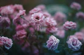 With tenor, maker of gif keyboard, add popular flowers animated gifs to your conversations. Flower Garden And Beautiful Flowers Image 7060975 On Favim Com