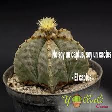 Como cualquier otra planta, el cactus mejora la calidad del aire que respiramos, y nos genera sensaciones positivas, porque el contacto con la se conoce como nopal o tuna al fruto de ciertas especies de cactus. Yollotli Cactus El Captus Facebook