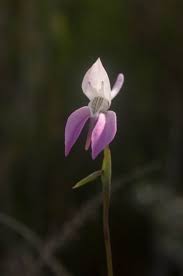Image result for Disa aconitoides