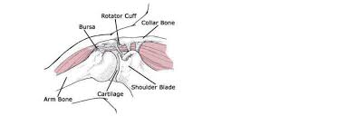 However, it is an unstable joint because of the range of motion allowed. Follow Us è¯­è¨€åˆ‡æ¢ English ä¸­æ–‡ 400 868 3000 Online Appointment Services Find A Doctor Medical Services Promotion Packages Locations Jiahui International Hospital Jiahui Health Jing An Jiahui Health