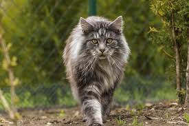 Le prix des chatons maine coon inclut l'identification, la stérilisation et les premiers vaccins typhus, coryza. Comment Reconnaitre Un Chat De Race Maine Coon