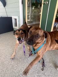 update: owner found! ** Just found two dogs without collars wandering  around Thornhill Dr and Joy Haven St, just south of Crosstown Blvd between  Floresta and Airoso. They are safe on