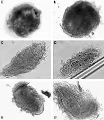 Image result for Diplolophium africanum