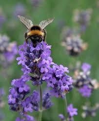 Plants that do not need others to pollinate can produce seeds that grow into fruits faster, but to create varieties of a single type of fruit needs human intervention. Pin On Something Worth Fighting For
