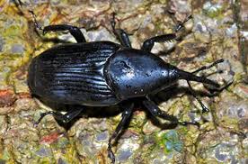 Sugarcane is also considered a host for this pest. Palm Weevil Control Service Palm Weevil Service San Diego Palm Weevil Service Los Angeles Palm Weevil Service Riverside Palm Weevil Service San Bernardino Palm Weevil Service
