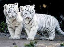 Siberian Tiger Cubs Animals Baby Animals Cute Animals
