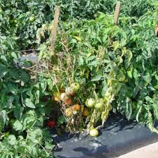 Image result for tomato seedling fusarium wilt