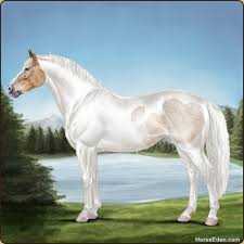 From Horse Eden Eventing Horse Id 16946218 A Flaxen Red Dun Tobiano Varnish Appaloosa Horses Horse Animation Horse Art
