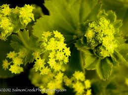 Image result for Alchemilla ellenbeckii