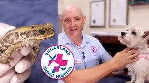 We recorded our impressions as follows: Cane Toad Poisoning What To Do Youtube