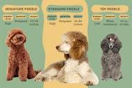 Your Guide to Types of Poodles including Miniature