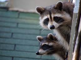 They will know what chemicals have already been. Raccoons In New Jersey Precise Termite Pest Control