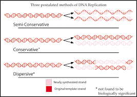 Read the screens and follow the directions to complete the game. 2 7 Dna Replication Transcription And Translation Pdf Free Download