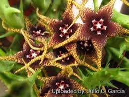 Image result for Orbea caudata