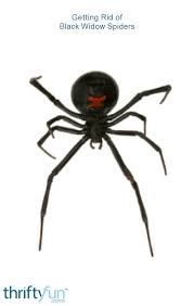 Males typically expire in months, and only a smattering of lucky females make it to the ripe old age of three. Getting Rid Of Black Widow Spiders Thriftyfun