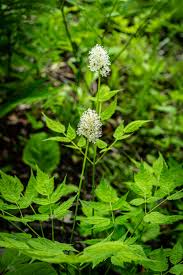 Image result for Pouchetia baumanniana