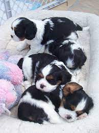 Our Puppies King Charles Cavalier Spaniel Puppy Cute Puppies Spaniel Puppies