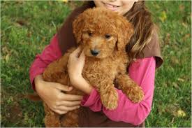 This puppy has a very sweet disposition. F1b Standard Goldendoodles