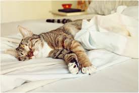 Sleep is an essential aspect of our day to day routine. Sleep Number Mattress Reviews And Buying Guide Mymove