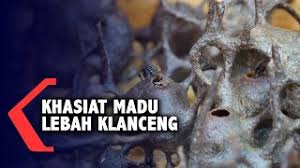 Apakah khasiat madu lebah untuk lelaki? Khasiat Madu Lebah Klanceng Youtube