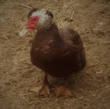 We did not find results for: 16 Duck Breeds For Eggs And Meat Family Farm Livestock