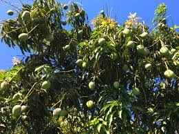 Our trees are grown in a wildlife rich environment without use of chemicals, this means the grow quickly into a more natural form that is easier to harvest. Spyke S Tropical Nursery 95 Varieties Of Fruit Trees