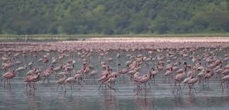 Safe and secure online booking and guaranteed lowest rates. Lake Nakuru Kenya Description Conservation Wildlife Rhino Rest