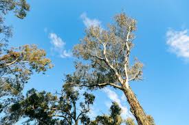 Image result for Eucalyptus tereticornis