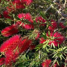 Image result for Callistemon