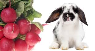This lack of fiber is what causes your rabbits to develop. Can Rabbits Eat Radishes Radish Greens Feeding Guide