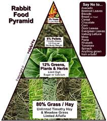 The Rabbit Diet Pyramid Its Soooo Simples Have A Look At