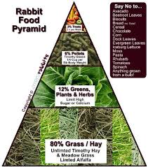 the rabbit diet pyramid its soooo simples have a look at