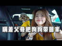 终于把养大的狗狗带回家给爸妈看一开始以为他们无法接受vlog 23 youtube in 2021 memes vlogging incoming call screenshot