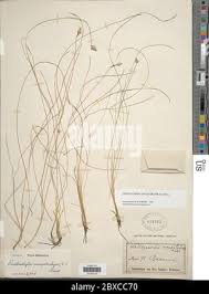 Image result for Abildgaardia ovata