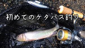 初めてのケタバス ハス 釣り 琵琶湖 湖北 youtube 釣り バス釣り 琵琶湖
