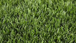 The sloan / lindley family combination of: Drought Tolerant Lawn Grasses Scotts