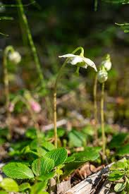 Image result for Pearsonia uniflora